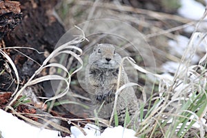 Uinta Ground squirrel Spermophilus armatus 23