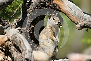 Uinta Ground Squirrel, Spermophilus armatus