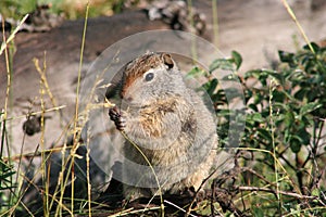 Uinta Ground squirrel (Spermophilus armatus)