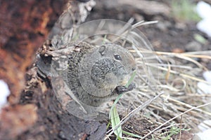 Uinta Ground squirrel Spermophilus armatus 27