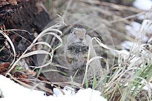 Uinta Ground squirrel Spermophilus armatus 30