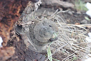 Uinta Ground squirrel Spermophilus armatus 6