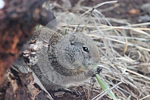Uinta Ground squirrel Spermophilus armatus 8