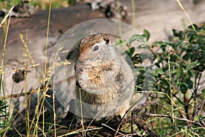 Uinta Ground squirrel Spermophilus armatus 9