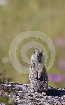 Uinta Ground Squirrel in Summer