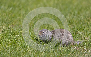 Uinta Ground Squirrel in Summer in Wyoming