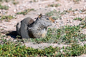 Uinta ground squirrel Urocitellus armatus