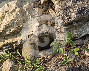 Uinta Ground Squirrel Urocitellus armatus photo