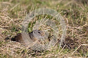 Uinta Ground Squirrel in Wyoming in Summer