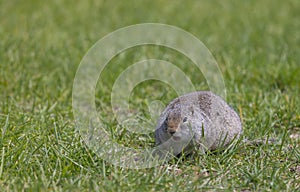 Uinta Ground Squirrel in Wyoming in Summer