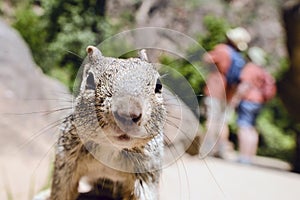 Uinta Groung Squirrel