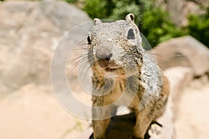 Uinta Groung Squirrel