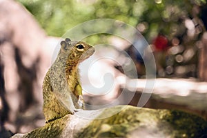 Uinta Groung Squirrel