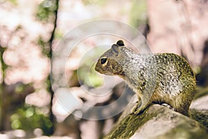 Uinta Groung Squirrel