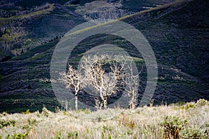 Uinta National Forest, Utah