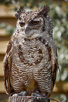 UK - Birds of Prey - Amazonian Great Horned Owl