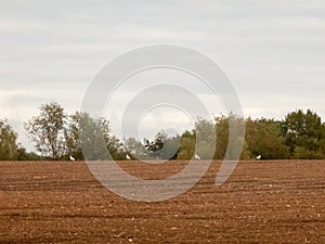 Reino unido marrón descargado observación de aves agricultura arado 