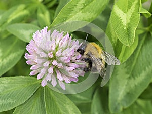 Uk Bumble Bee And Wild Flower.