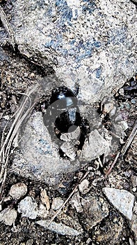 UK dung beetle, &#subfamily Scarabaeinae&#,Â Dartmoor Devon uk