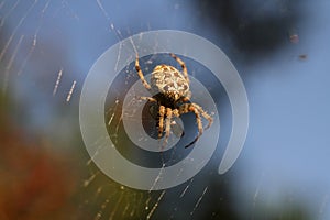 UK Garden spider (Araneus diadematus) with prey in web.