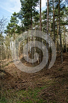 UK Habitat pine plantation