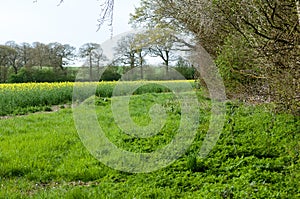 UK Habitats arable field edge