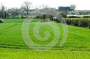 UK Habitats arable field edge