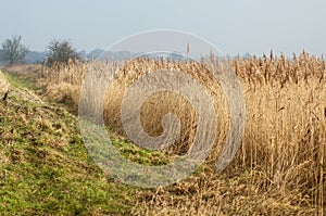 UK habitats reedbed and grassland interface