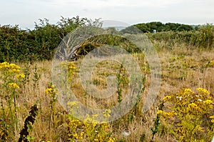 UK Habitats rough grassland