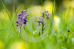 UK habitats species-rich grassland