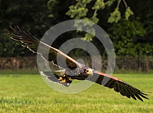 UK - Harris Hawk in Flight at low level