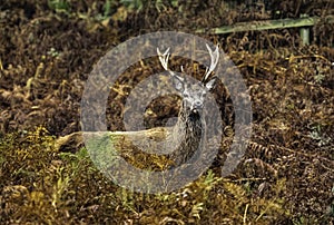 UK - Leicestershire - Bradgate Park - Fallow Deer