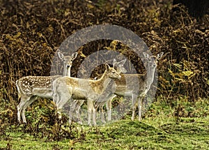 UK - Leicestershire - Bradgate Park - Fallow Deer
