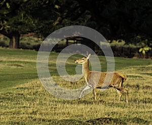 UK - Leicestershire - Bradgate Park - Fallow Deer