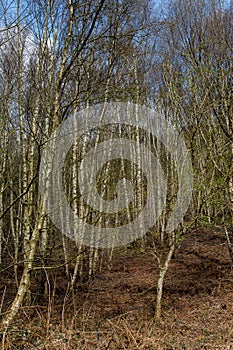 UK native habitats birch woodland