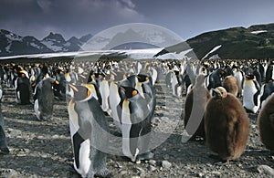 UK South Georgia Island colony of King Penguins