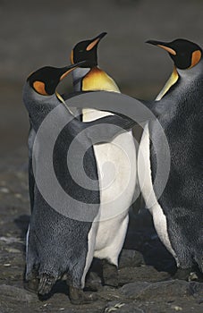 UK South Georgia Island three King Penguins on beach elevated view
