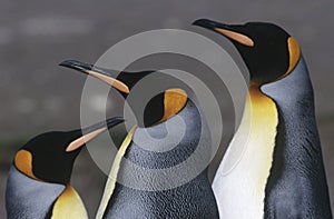 UK South Georgia Island three King Penguins close up