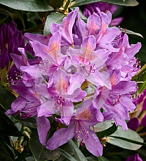 UK - Springtime - Rhododendron Macrophyllum