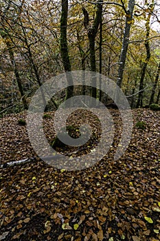 UK Trees in Woods in Autumn or Fall with dropped leaves, wide angle