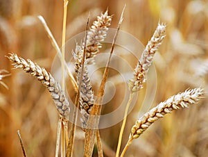 UK wheat crop