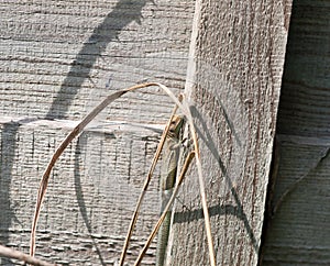 Uk wild Common or viviparous lizard on fence wall wood