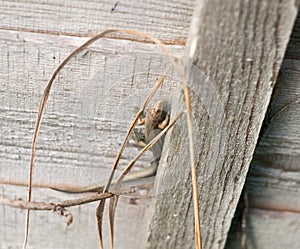 Uk wild Common or viviparous lizard on fence wall wood