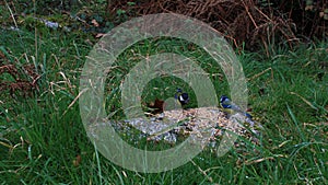 UK Wildbirds eating seeds on a rock, Dartmoor