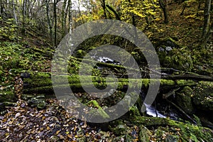 UK Woods in Autumn or Fall with dropped leaves and river, wide angle