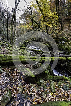 UK Woods in Autumn or Fall with dropped leaves and river, wide angle