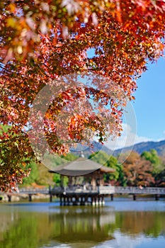 Ukimidou with red maple in autumn.