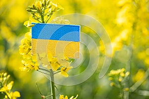 Ukraine agriculture, concept Agricultural industry, food and biofuel production, blooming rapeseed field and Ukrainian flag