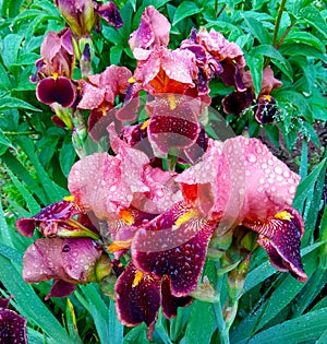 Ukraine, Carpathians, beautiful Iris germanica with dew drops after rain