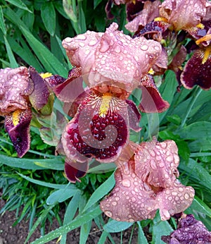 Ukraine, Carpathians, beautiful Iris germanica with dew drops after rain